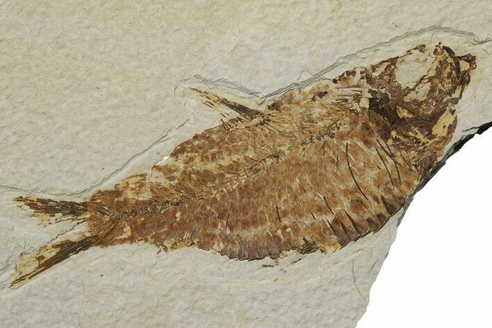 Fossil Fish (Knightia) - Green River Formation #237228